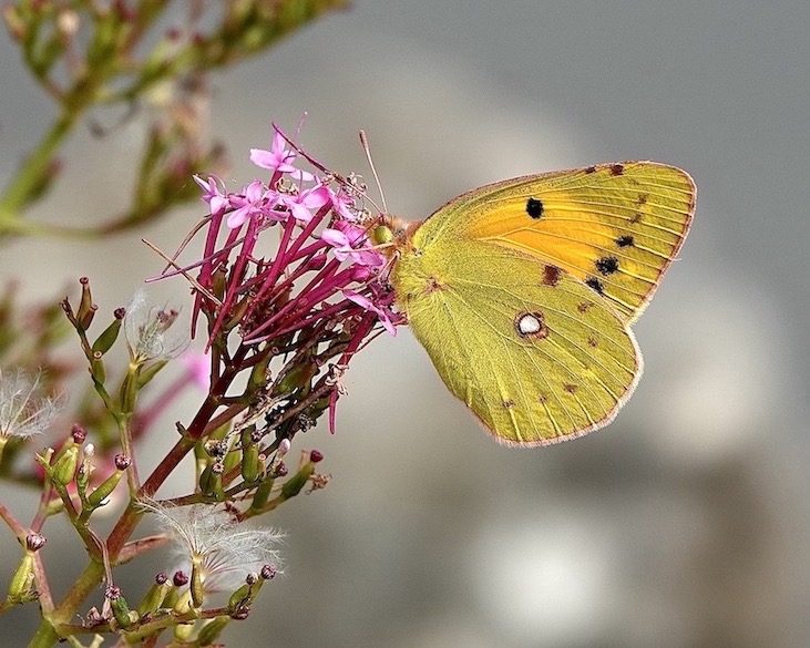 clouded yellow